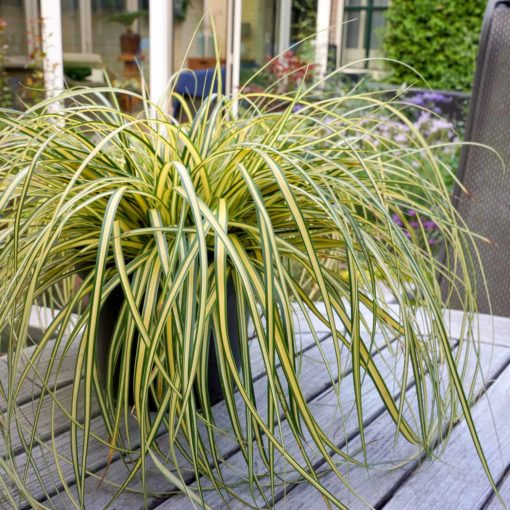 Everoro Carex weeping yellow and green foliage in patio container