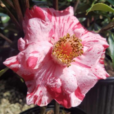 tricolor superba camellia bloom