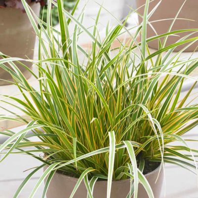 Carex Everglow variegated foliage in container