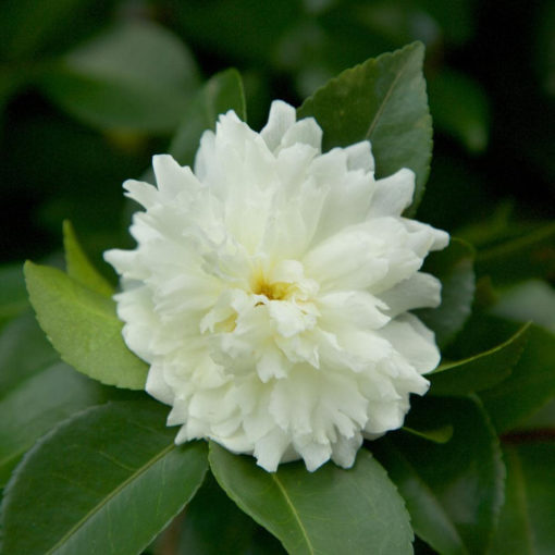 White camellia bloom on evergreen foliage - October Magic Ivory