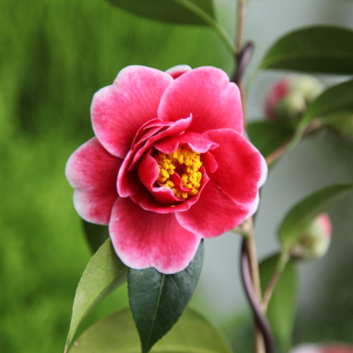 tama vino camellia pink bloom with a yellow center and white tipped flowers