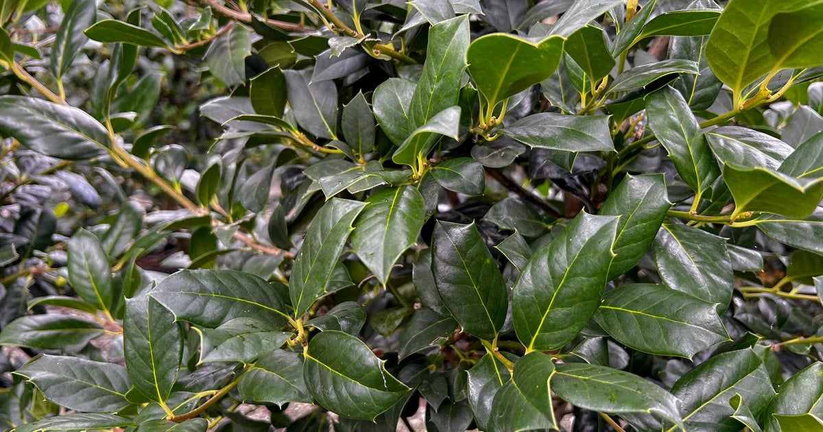 Holly Bushes with bright green foliage