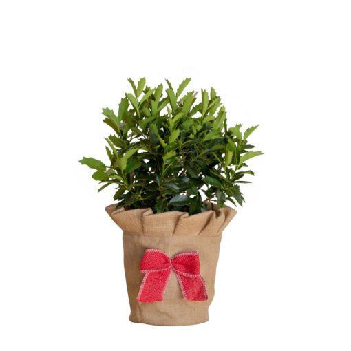 Oakland Holly shrub with decorative burlap wrap and bow