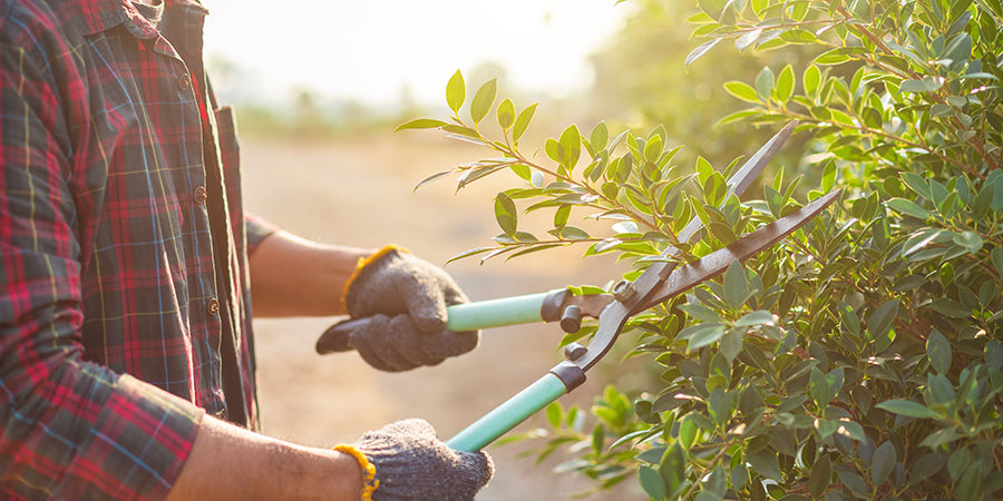 pruning hedges with shears