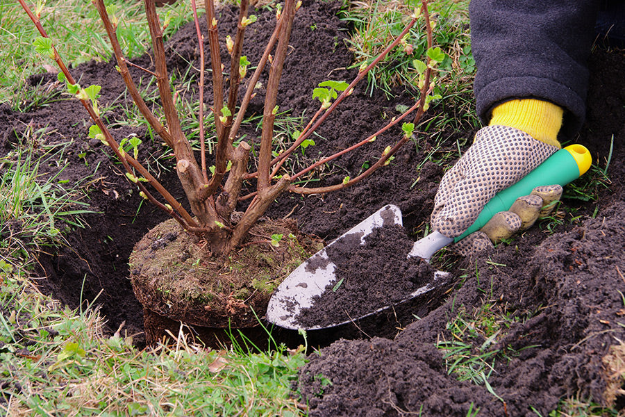 hand shoveling soil around the root ball of a shrub
