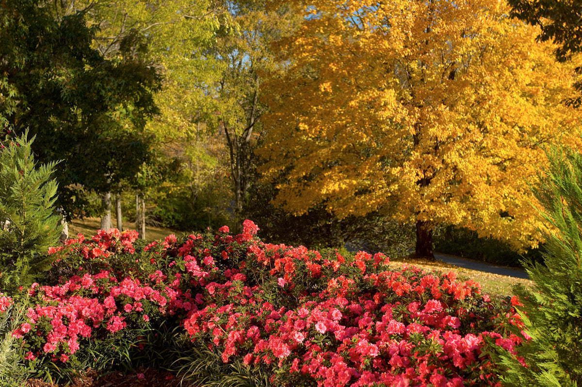 Fall is the best time to plant Encore Azaleas