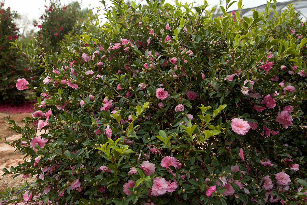 Caring for camellia bushes
